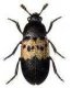Семейство жуков-кожеедов (Dermestidae). Виды жесткокрылых жуков. 