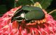 Насеклмые. Пластинчатоусые жуки (Lamellicornia).