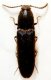 Виды жесткокрылых жуков. Щелкуны (Elateridae).