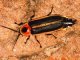 Виды жесткокрылых жуков. Большой светляк (Lampyris nocliluca) 