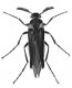 Виды жесткокрылых жуков. Семейство веерников (Rliipi phoridae).