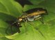 Виды жесткокрылых жуков. Шпанка, или шпанская мушка (Cantharis).