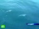 В акватории Балтики обнаружили дельфинов