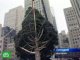 В Нью-Йорке установили рождественскую елку. 