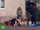 Новые правила выгула собак установлены в Москве. 