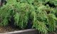 Можжевельник казацкий (Juniperus sabina). Яды растительного происхождения.
