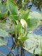 Растительные яды. Белокрыльник болотный (Calla palustris, Araceae).