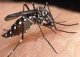 Лихорадка денге, как биологическое оружие.