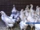 Из-за птичьего гриппа в Ростовской области будет уничтожено пол миллиона кур