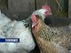 Из-за птичьего гриппа в Ростовской области уничтожено около 390 тысяч птиц