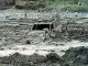 Оползни на острове Ява унесли жизни более 50 человек