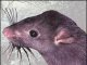 7 февраля наступит год Земляной Крысы по Китайскому календарю