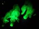 Флуоресцентная зеленая свинья передала свои свойства потомству