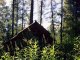 Сосновый бор вместо дома: уралец с женой ушел от цивилизации и поселился в лесу