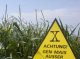 Во Франции запрещено выращивать генетически модифицированную кукурузу