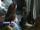 Снят карантин по птичьему гриппу в хуторе Сладкая Балка 