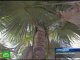 Британские ботаники нашли на Мадагаскаре новый вид гигантских пальм.