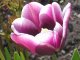Тюльпан  - стихи о женщинах, олицетворяющих это растение