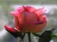 Роза  - стихи о женщинах, олицетворяющих это растение