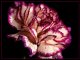 Гвоздика - стихи о женщинах, олицетворяющих это растение