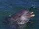  Дельфины во Владивостоке оказались под угрозой отравления нефтепродуктами