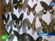 На Мадагаскаре в тюрьму попал ловец бабочек из Красноярска
