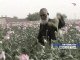 Рекордный урожай опиумного мака собрали в Афганистане
