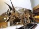 Аукционный дом «Кристис» выставил на продажу скелеты динозавров