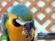 Самка попугая поражает посетителей ботанического сада интеллектом