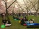 Фестиваль цветения сакуры в Вашингтоне собрал больше миллиона человек
