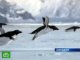 Пингвины полетели в теплые края