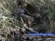 В частном домовладении Таганрога была обнаружена минометная мина времен ВОВ