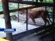 В зоопарке Ростова из клетки вырвалась 7-летняя львица. 