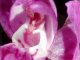 В природном заповеднике на острове Моргонланд украли редкую орхидею
