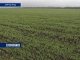 В Ростовской области крайне низкий процент оформления сельхозкредитов 