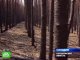 Поджигателей леса на Урале ждет уголовное наказание