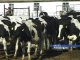 У орловских животноводов возникают проблемы с реализацией мясо-молочной продукции