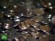 В Белоруссии выпустили памятные монеты, посвященные новоселью