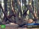 Уникальный танцующий лес спасают в Калининградской области