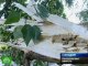 Сильнейший ураган в Свердловской области повалил деревья