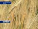 На полях Ростовской области собран первый миллион тонн хлеба