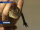 В Ростовском зоопарке на свет появился сиамский крокодил