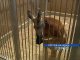 В Ростовском зоопарке убиты кенгуру и три чайки
