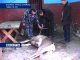 В Александровском лесу Азовского района браконьеры убили редкого оленя
