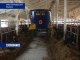 В Миллеровском районе возрождают молочное животноводство 