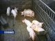 На донских свинофермах проверяют соблюдение мер против африканской чумы