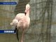 Восемь розовых фламинго прибыли в ростовский парк Революции