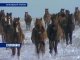 Дикие животные успешно зимуют в заповеднике "Ростовский"