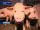 Россельхознадзор подтвердил наличие африканской чумы свиней в Сальском районе