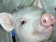 Свиной грипп – ситуация под контролем